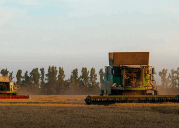 Темпи жнив-2025 відстають від минулорічних у 3,8 раза