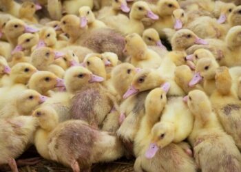 У Чехії ліквідують ферму, де тримали 10 тис. качок, через пташиний грип