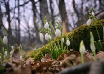 Прогноз погоди 28-29 березня здивує українців теплом та дощем – синоптик Діденко