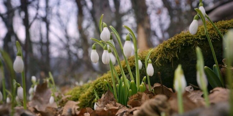 Прогноз погоди 28-29 березня здивує українців теплом та дощем – синоптик Діденко