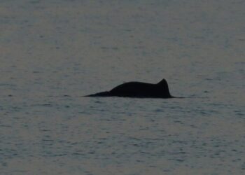 На Одещині у "Тузлівських лиманах" помітили перших цього року дельфінів