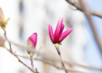 Україну очікує похолодання після березневого тепла – синоптик назвала терміни