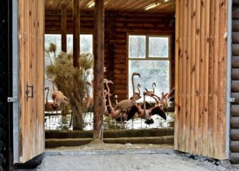 Фламінго повернулися на крейдяне озеро в київському зоопарку