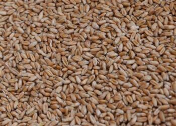 рф викрала 2 млн тонн українського зерна минулого року та продала його в Африці, Азії та Європі – Сибіга