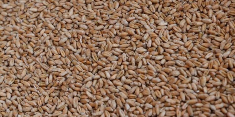 рф викрала 2 млн тонн українського зерна минулого року та продала його в Африці, Азії та Європі – Сибіга