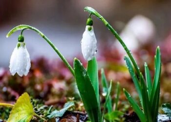 Потепління до 18 градусів та дощі в кількох областях: чого чекати від погоди 27 березня
