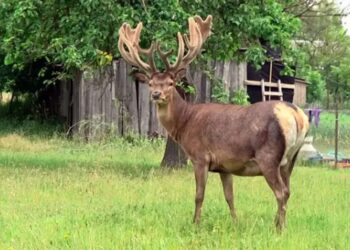 Ветеринар розповів про стан оленя Бориса, якого напередодні збило авто на Рівненщині