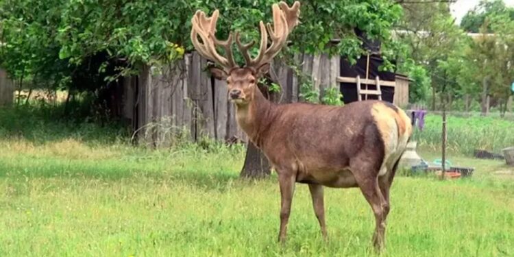 Ветеринар розповів про стан оленя Бориса, якого напередодні збило авто на Рівненщині