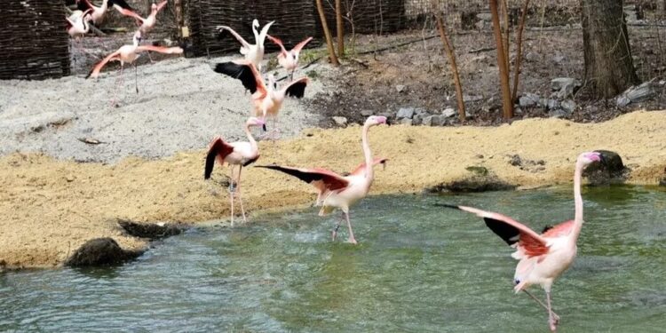 У київському зоопарку розповіли, як після суворої зими відновлюються фламінго