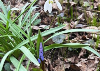 Українців очікує потепління до 17 градусів та періодичні дощі на початку квітня – синоптик