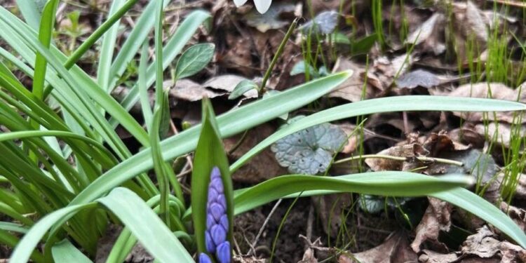 Українців очікує потепління до 17 градусів та періодичні дощі на початку квітня – синоптик