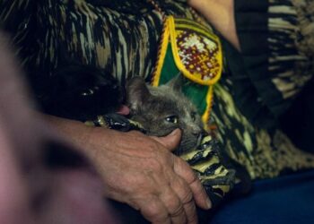 Пункти евакуації ВПО отримають компенсацію за комуналку – рішення уряду