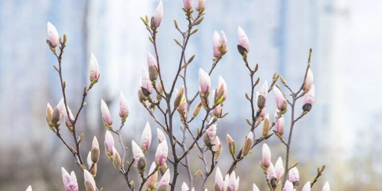 В Україні 30 березня прогнозують дощі та до 19°С тепла