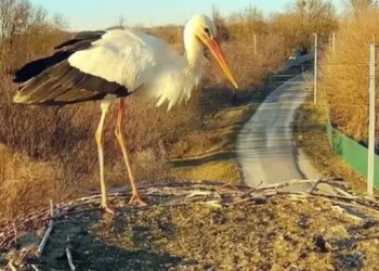 Перший лелека з’явився у гнізді Грицика та Одарки