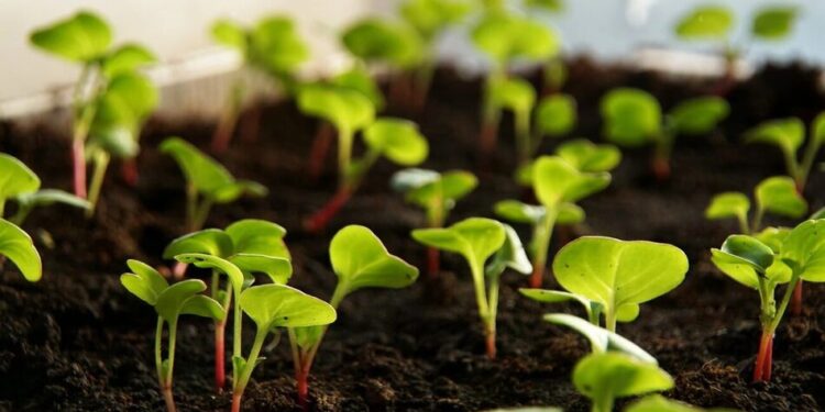 Що посадити у квітні – овочеві культури для раннього врожаю