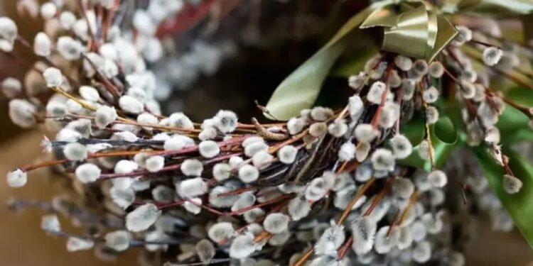 Вербна неділя – традиції, звичаї та символи свята