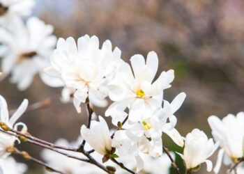 Атмосферний фронт несе дощі – прогноз погоди на сьогодні