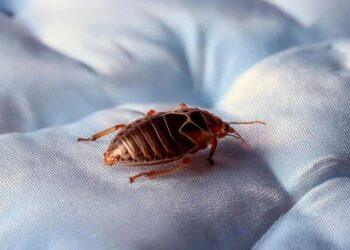 Як позбутися клопів: ефективні методи, засоби та поради