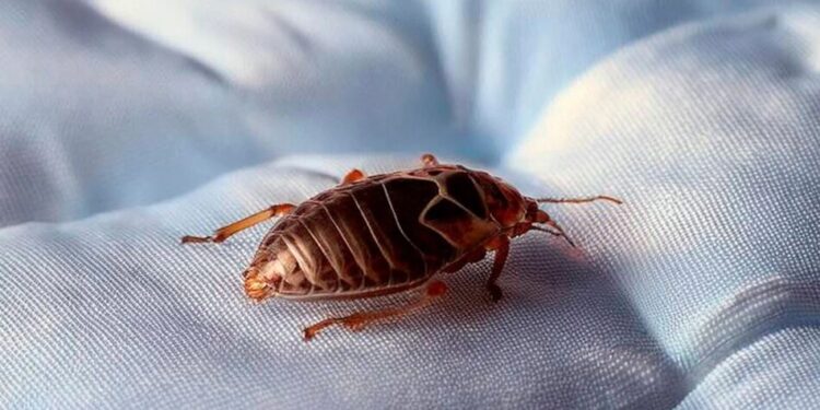 Як позбутися клопів: ефективні методи, засоби та поради