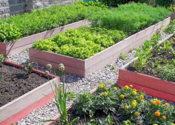 Високі грядки своїми руками: як зробити правильно