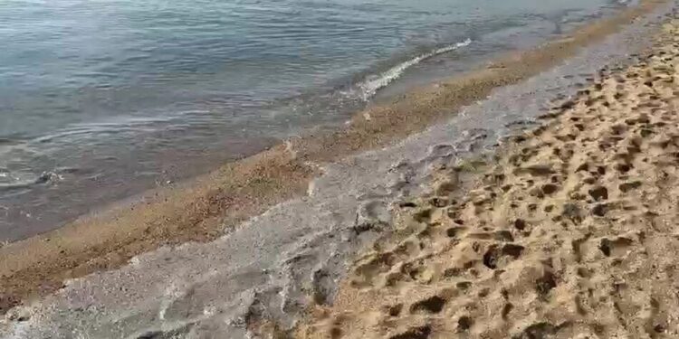 На узбережжі Чорного моря фахівці виявили екологічне забруднення