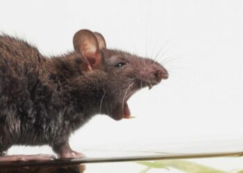 В Австрії у баночці дитячого харчування HiPP виявили щурячу отруту