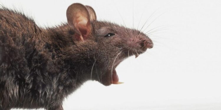 В Австрії у баночці дитячого харчування HiPP виявили щурячу отруту