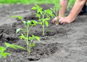 Коли висаджувати розсаду в ґрунт: терміни для помідорів, огірків, перцю та капусти