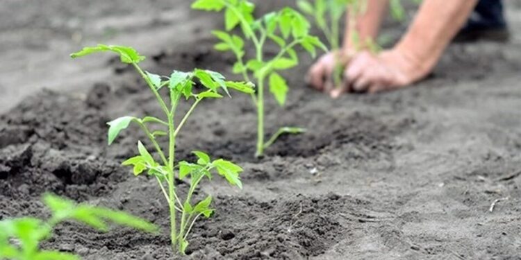 Коли висаджувати розсаду в ґрунт: терміни для помідорів, огірків, перцю та капусти