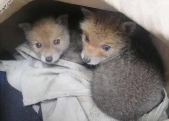 У Харківській області на територію підприємства підкинули коробку з лисенятами