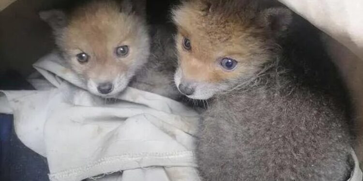 У Харківській області на територію підприємства підкинули коробку з лисенятами