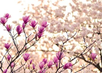 Потепління прийде в Україну в травні. Вже в неділю очікується до +20