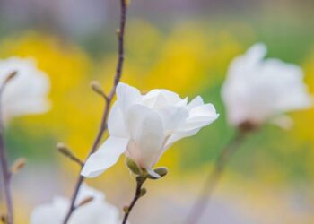 Синоптики прогнозують квітневі грози – циклон принесе теплу погоду з дощами