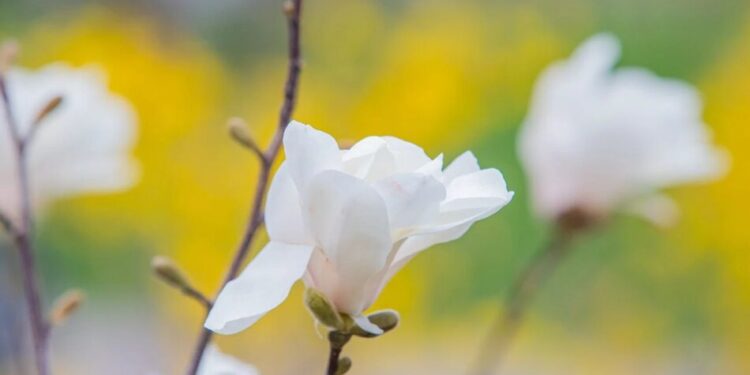 Синоптики прогнозують квітневі грози – циклон принесе теплу погоду з дощами