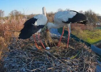 У лелек Грицика та Одарки з'явилося перше яйце у гнізді