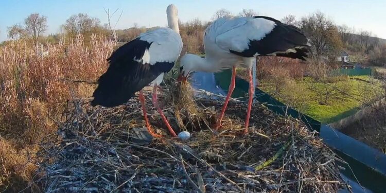 У лелек Грицика та Одарки з'явилося перше яйце у гнізді