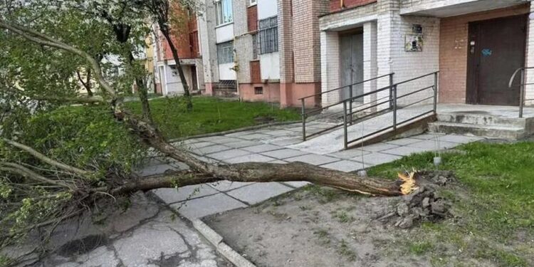 Буревій у Львові та Івано-Франківську повалив дерева