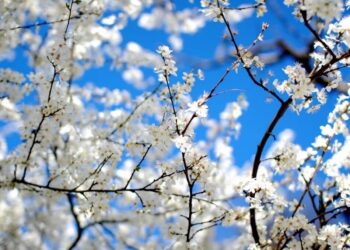 Опади паралізували запилення садів, втрати урожаю можуть сягнути до 40% – експерт