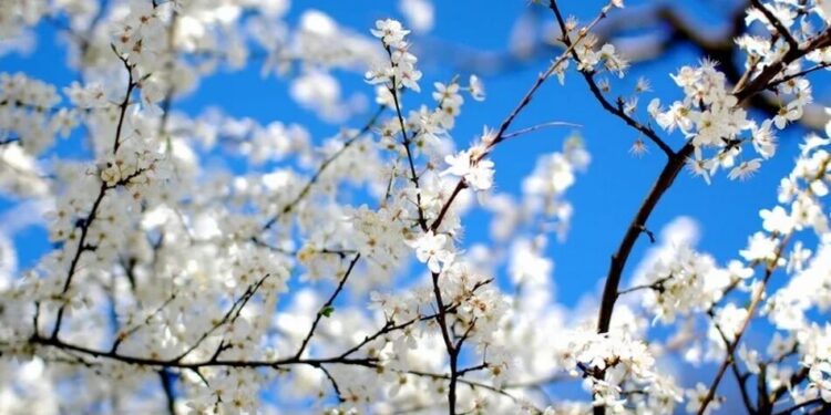 Опади паралізували запилення садів, втрати урожаю можуть сягнути до 40% – експерт
