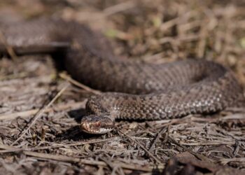 В Україні розпочався сезон активності змій – які з них є отруйними
