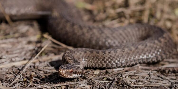 В Україні розпочався сезон активності змій – які з них є отруйними