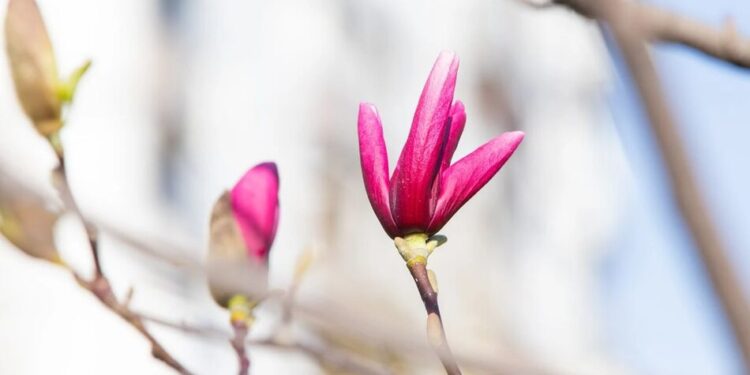Теплішати почне після Великодня – синоптик