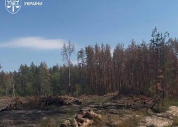 На Львівщині викрили схему вирубки лісу на 103 млн грн, підозрюваний депутат – Генпрокурор