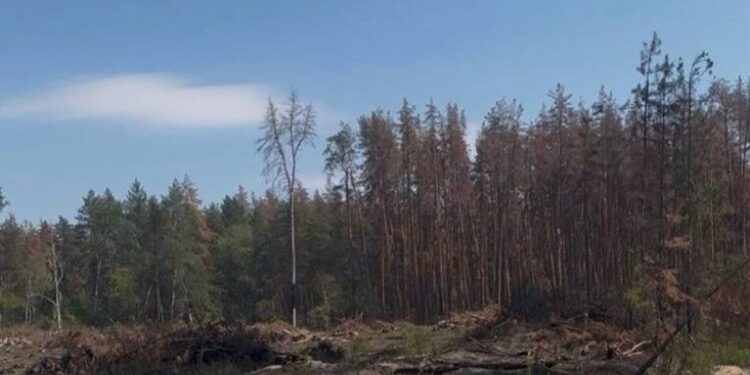 На Львівщині викрили схему вирубки лісу на 103 млн грн, підозрюваний депутат – Генпрокурор