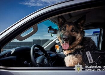 На службі у поліції майже 900 собак – розкрили деталі їх роботи