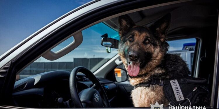 На службі у поліції майже 900 собак – розкрили деталі їх роботи