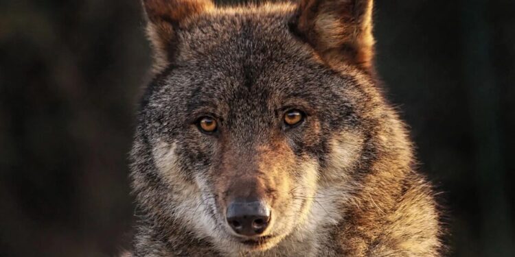 Викопав землю у вольєрі і втік з зоопарку – в Південній Кореї сотні людей шукають вовка