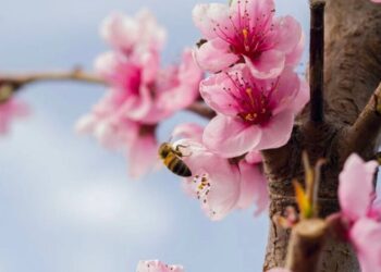 Зморозки затримаються в Україні ще на три дні. Абрикоси, персики та алича під серйозною загрозою