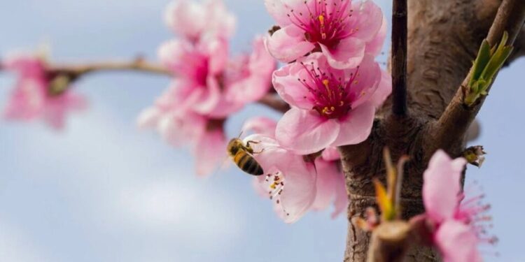 Зморозки затримаються в Україні ще на три дні. Абрикоси, персики та алича під серйозною загрозою