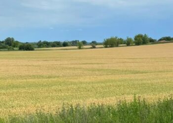 Прокуратура Київщини домоглася повернення тисяч гектарів землі державі